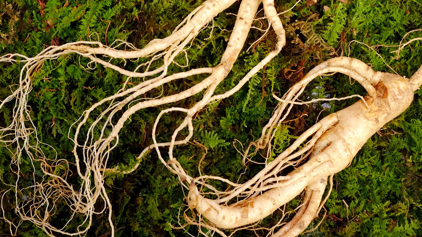 Adaptogens