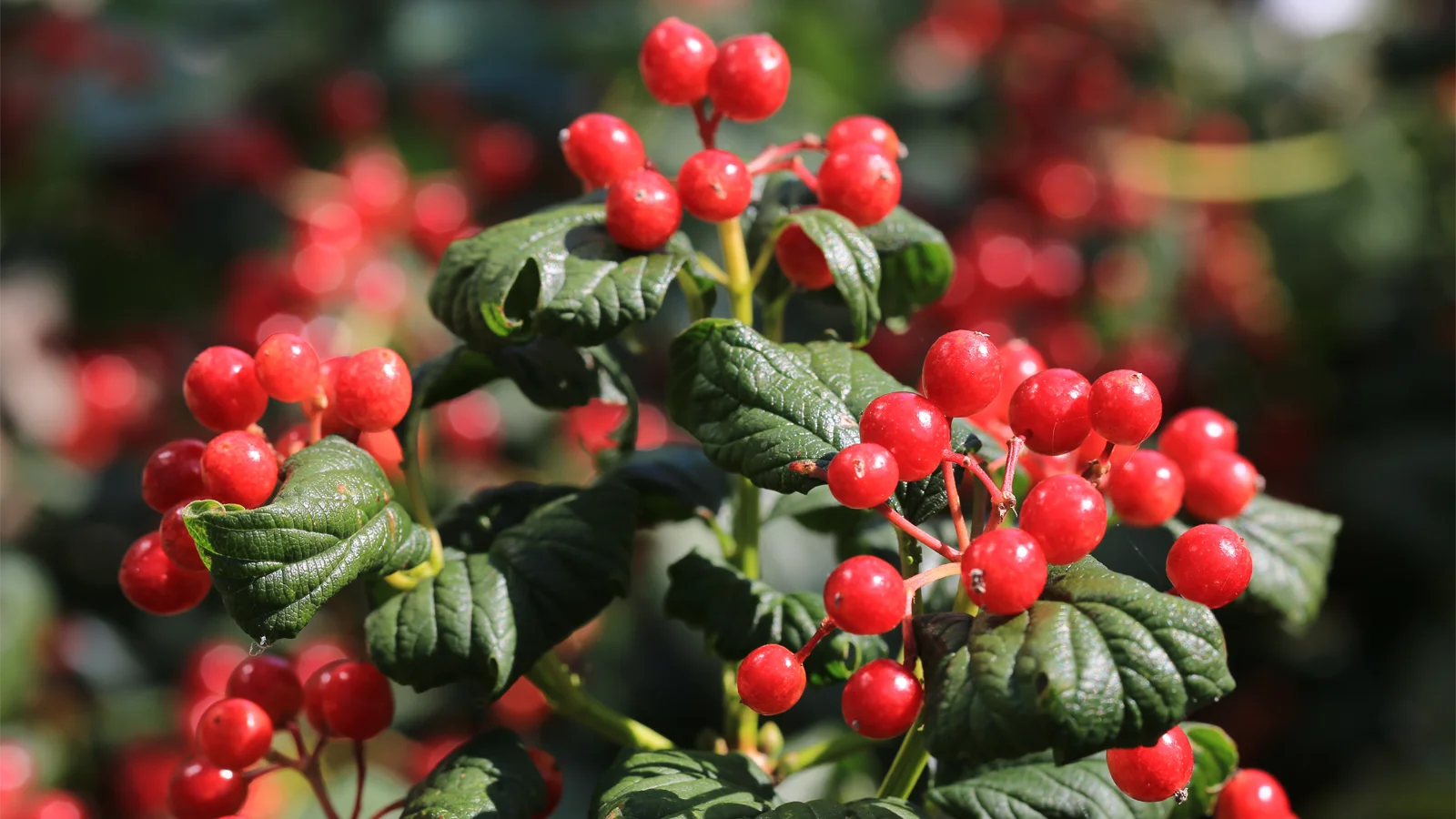 Cramp Bark Sourcing Issues: Part 3