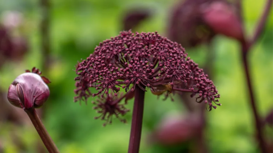 Angelica gigas