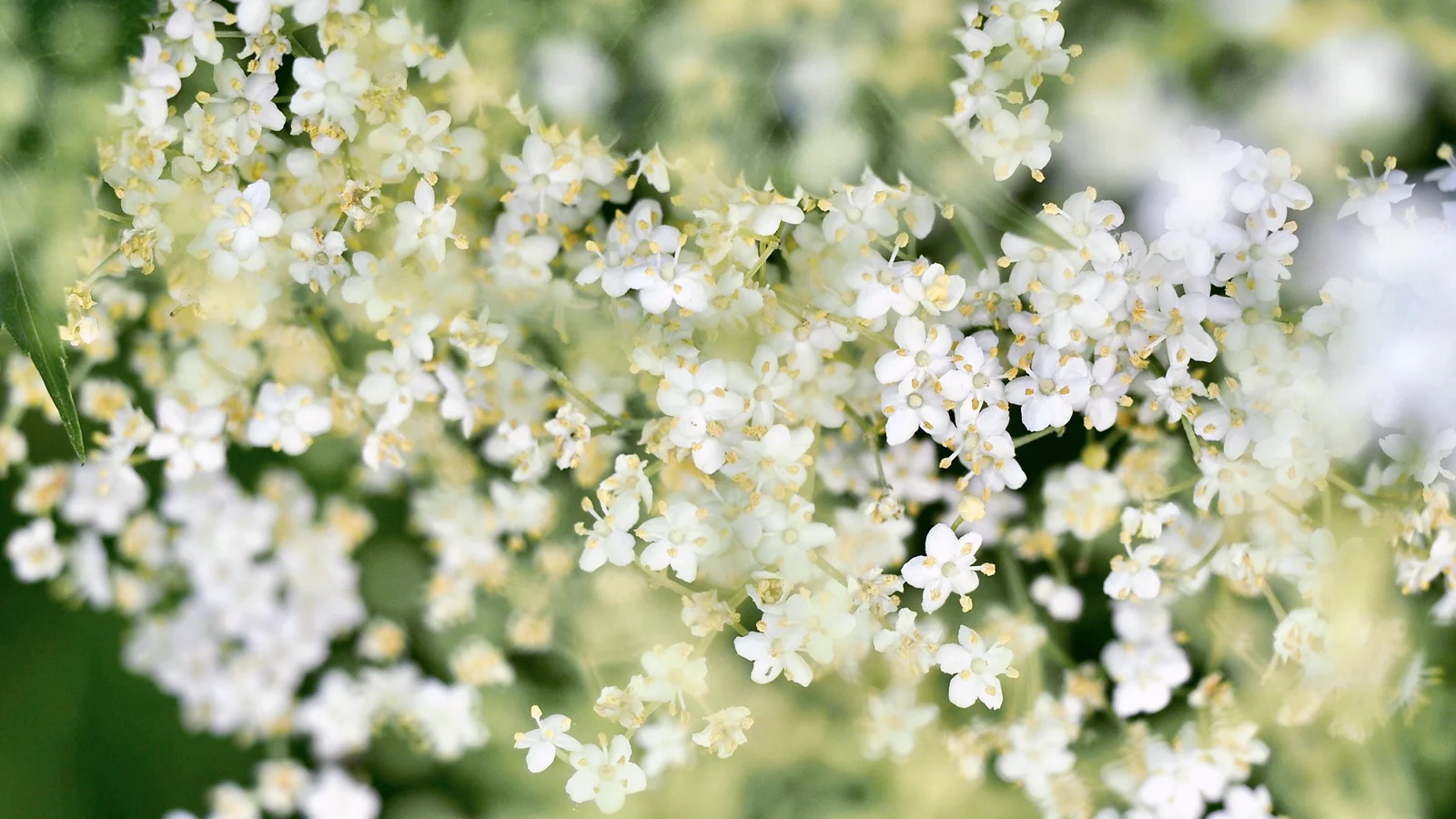 SinuZyme™ & Elderflower