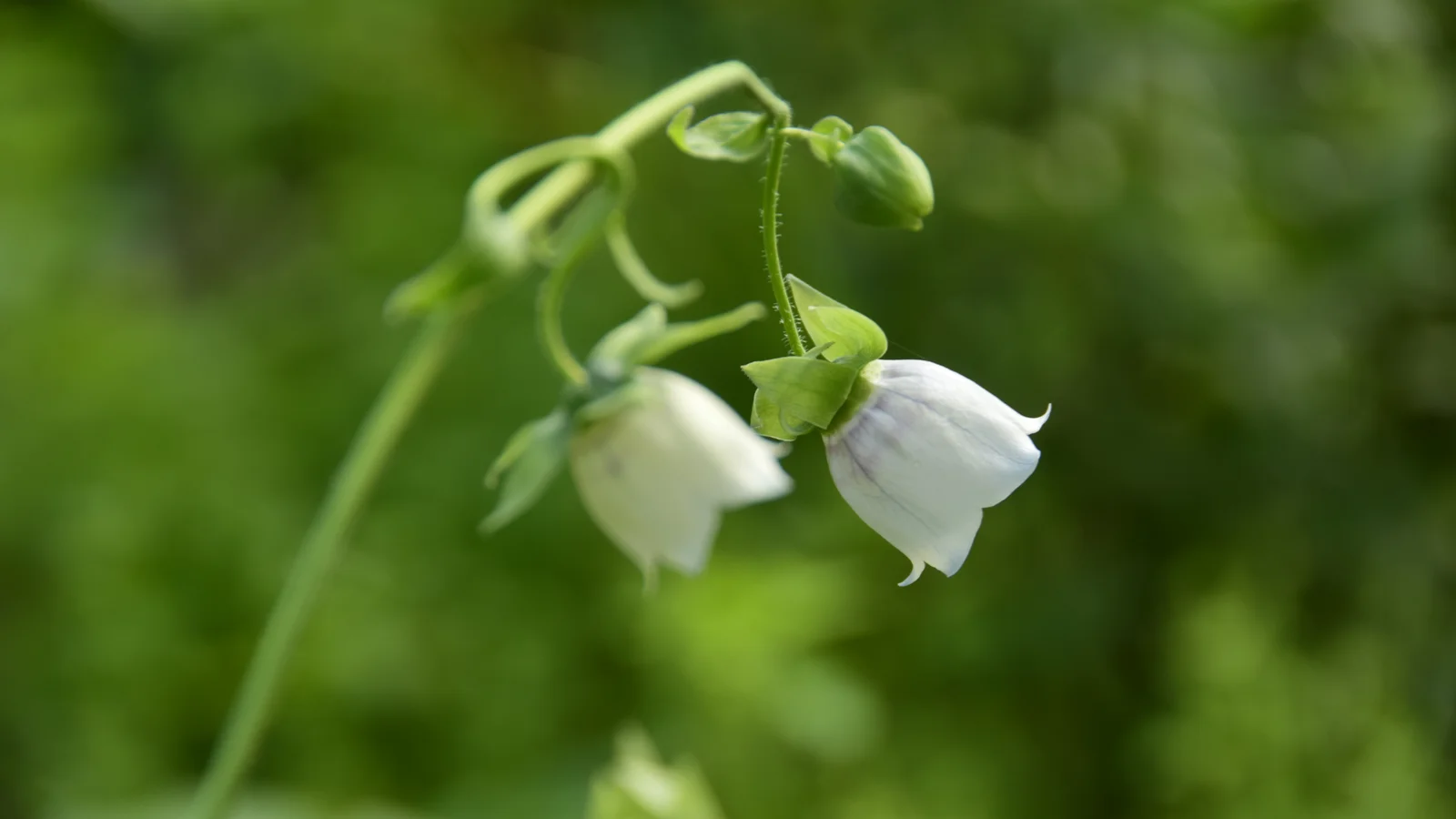 Codonopsis