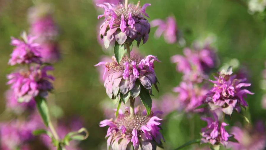 Phlomis umbrosa
