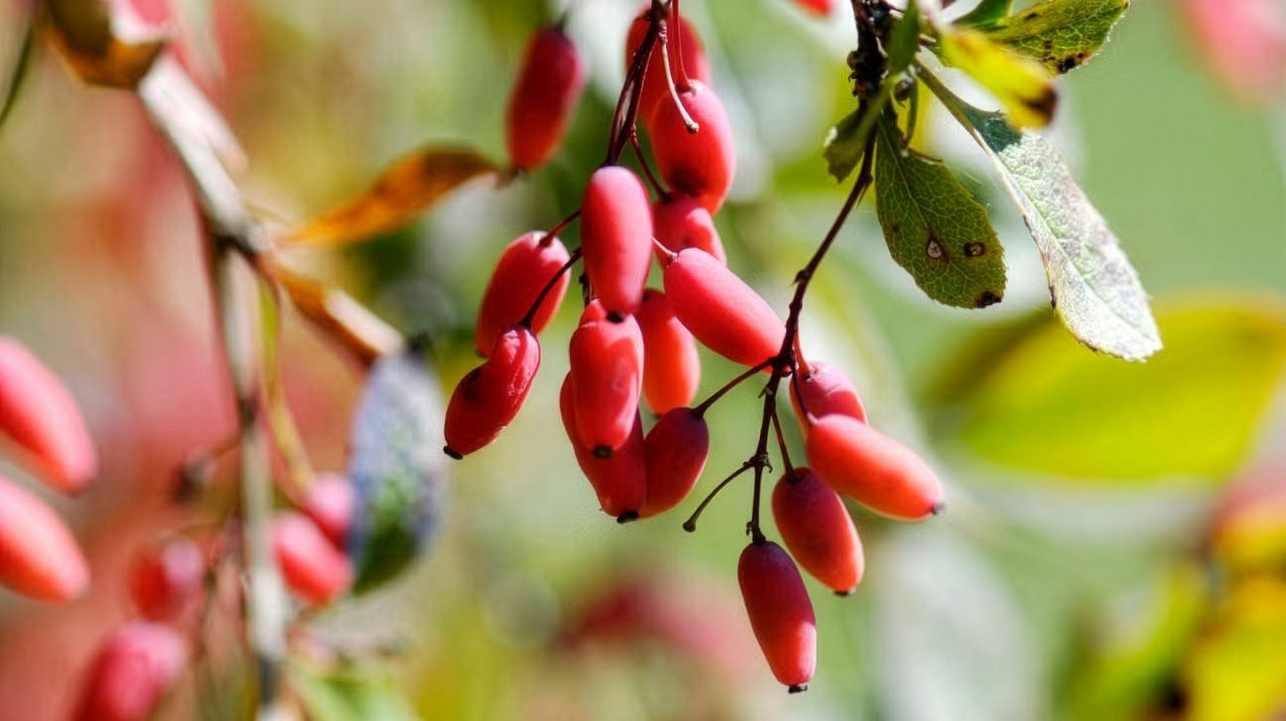 Barberry Root Explained: Why the Whole Plant Matters