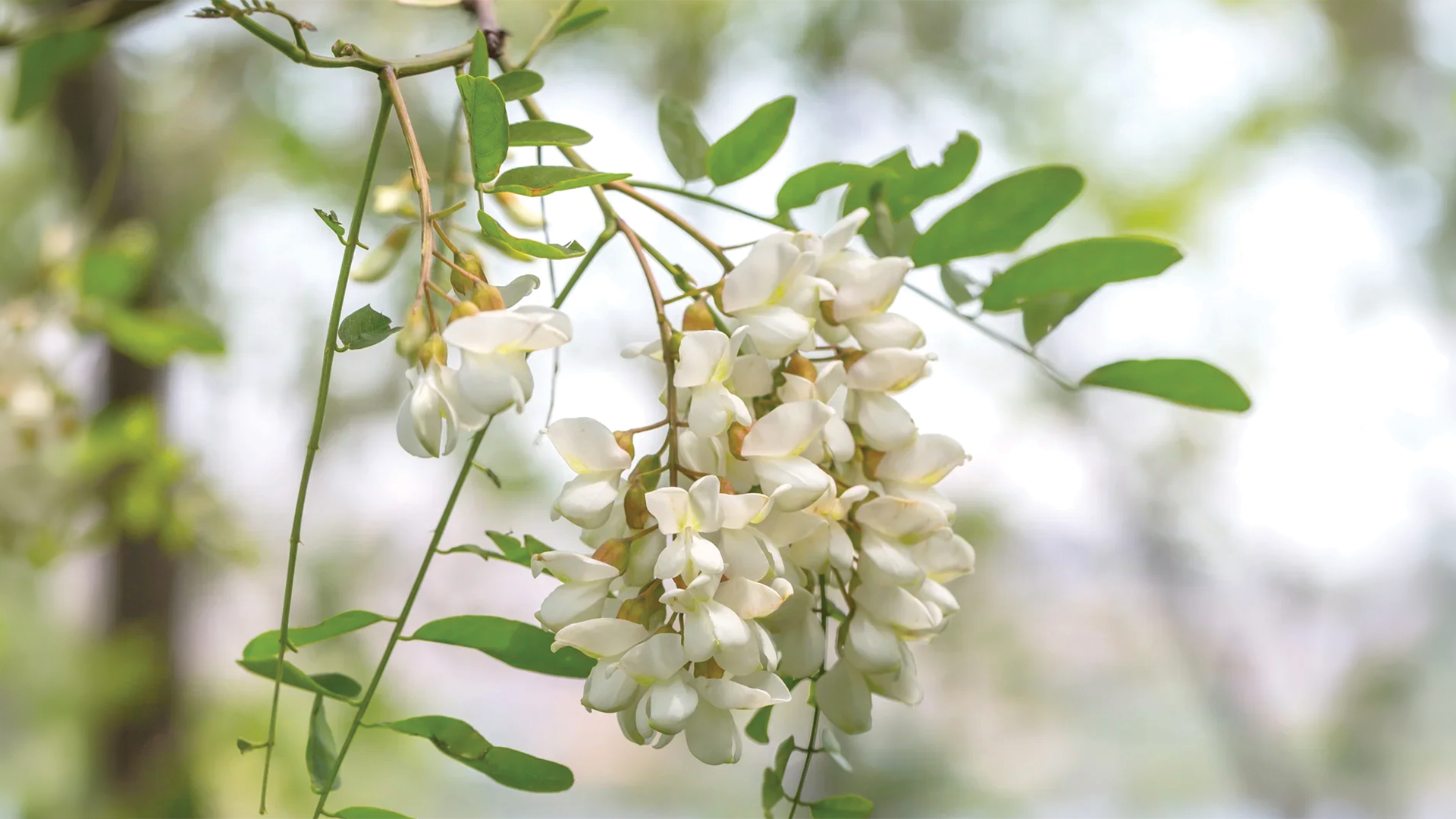 Why Quercetin Matters: Support for Sinuses and Uric Acid